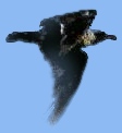 Birdie